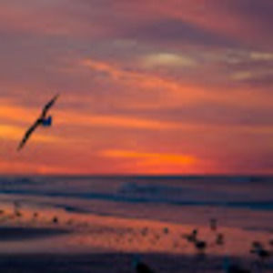 Meet your Posher, Ella